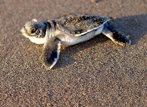 Tortuguero National Park baby turtle